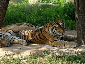 全てコミコミ! 秦嶺山脈の中で、パンダ・朱鷺・金糸猿を観察 1日観光 ～ 楼観台 珍稀野生動物救急飼育センター 草堂寺 